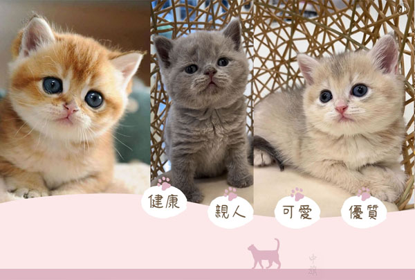 我們可愛吧？快來領養(yǎng)吧！