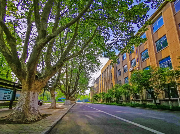 學(xué)校下面的林蔭小路