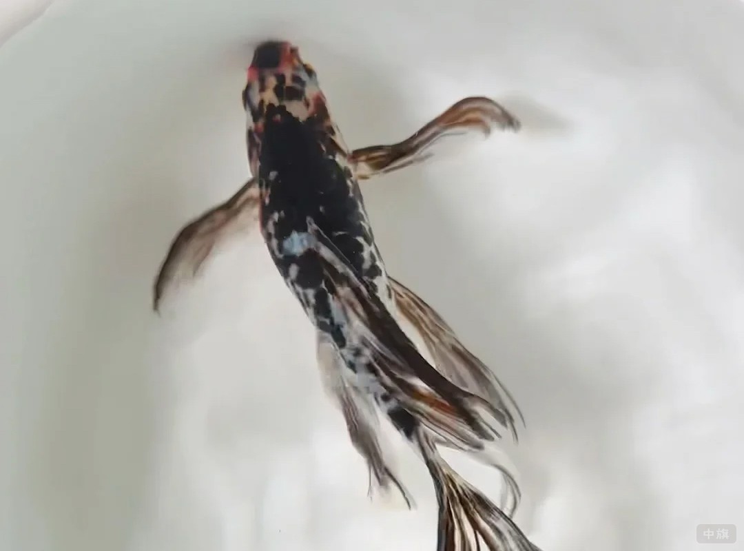 這條小金魚也是但是感覺有點(diǎn)生病了