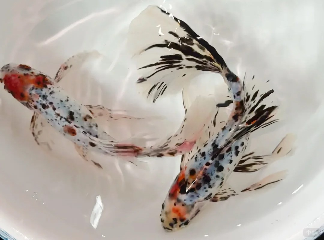 小旗最喜歡的兩條小金魚剛買回來(lái)的