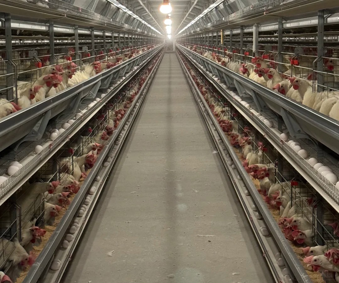 養(yǎng)殖場的白羽雞正在下單