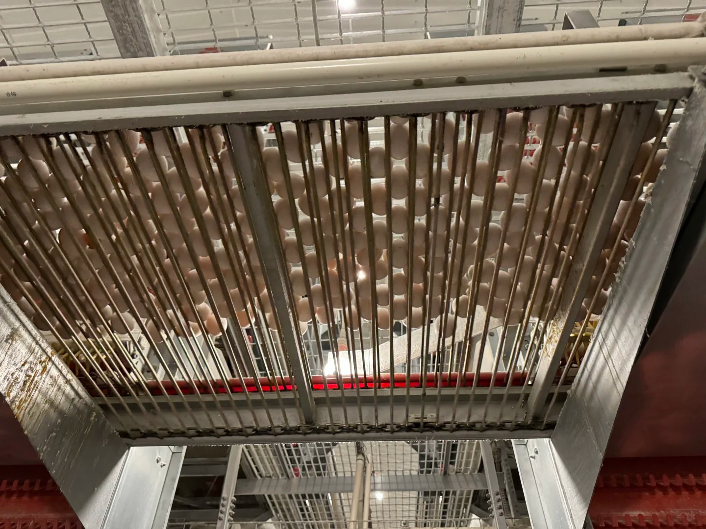 養(yǎng)殖場飼養(yǎng)需要控制成本