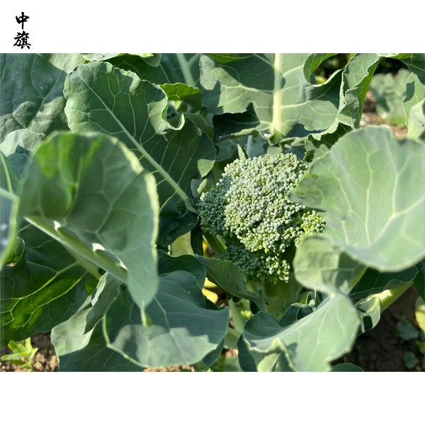 農(nóng)民合作社可以辦理《食品經(jīng)營許可證》嗎？