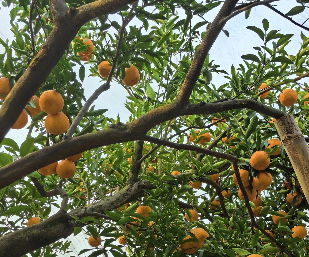 王哥家的果園，又大又甜非常好吃