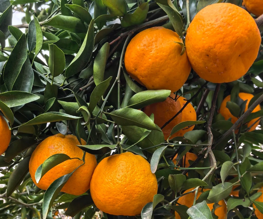 來一張近照吧，看，非常不錯(cuò)