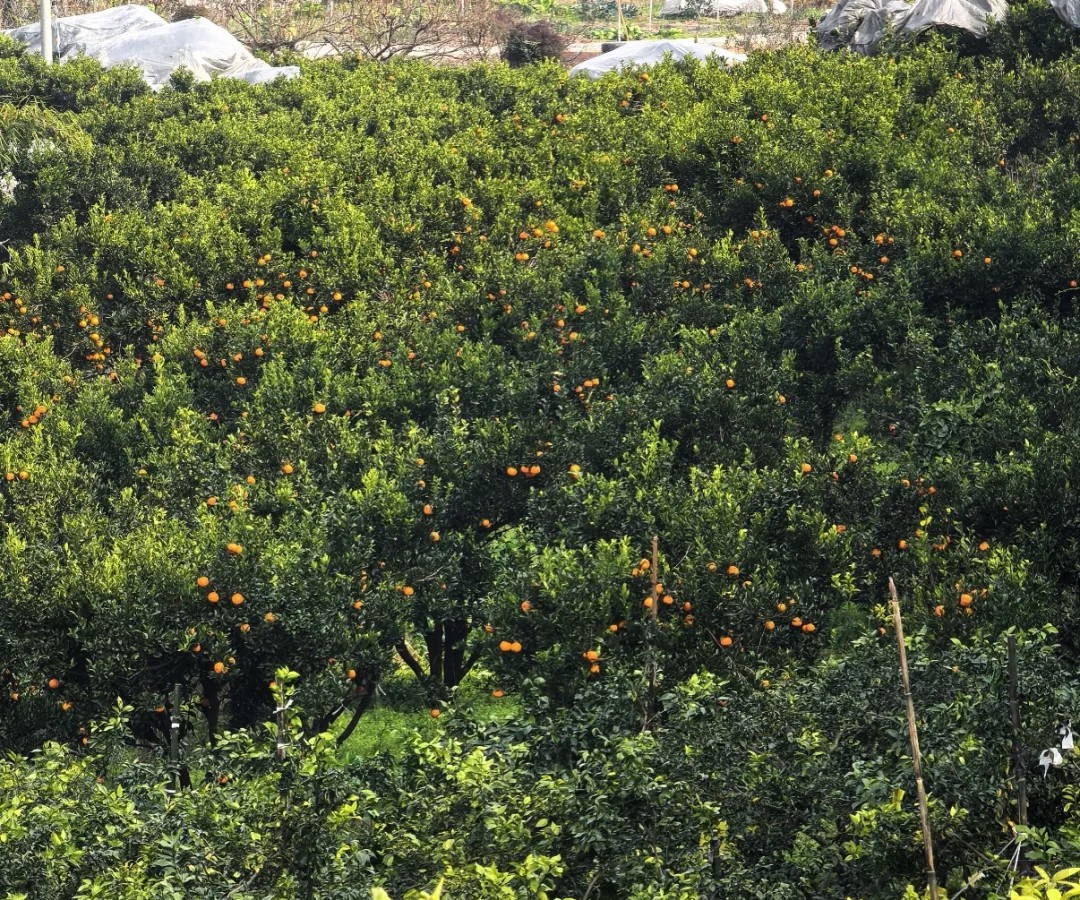 遠(yuǎn)處看的柑橘園，看著非常好看吧