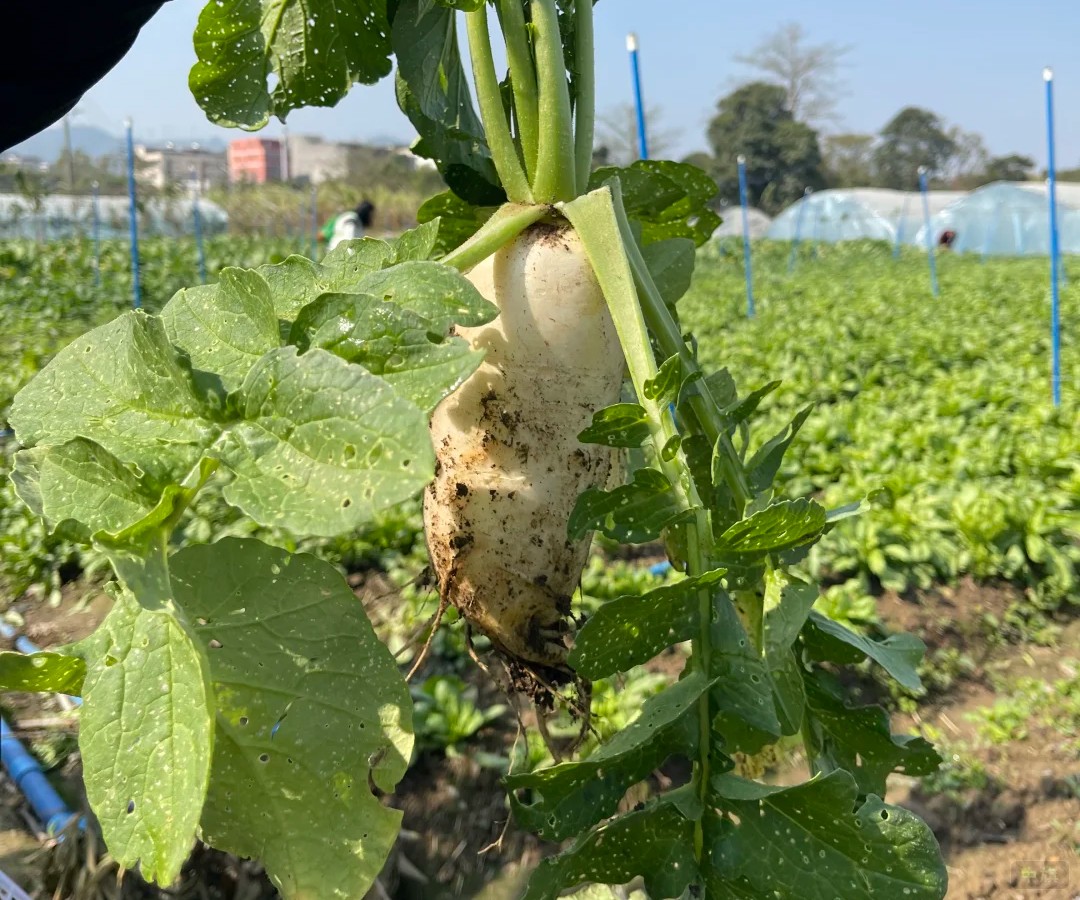 種植園里的大白蘿卜，銷售農(nóng)產(chǎn)品是不需要辦食品許可證的