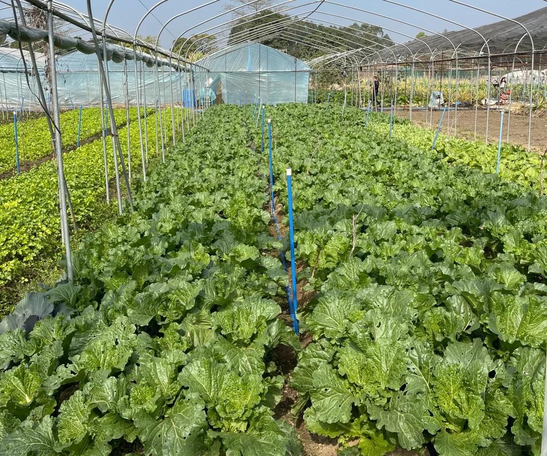 蔬菜園，新鮮的蔬菜吃的話可以采摘