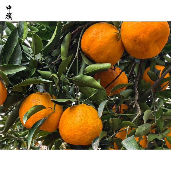 種植果園是辦個體戶，還是辦農(nóng)民專業(yè)合作社？